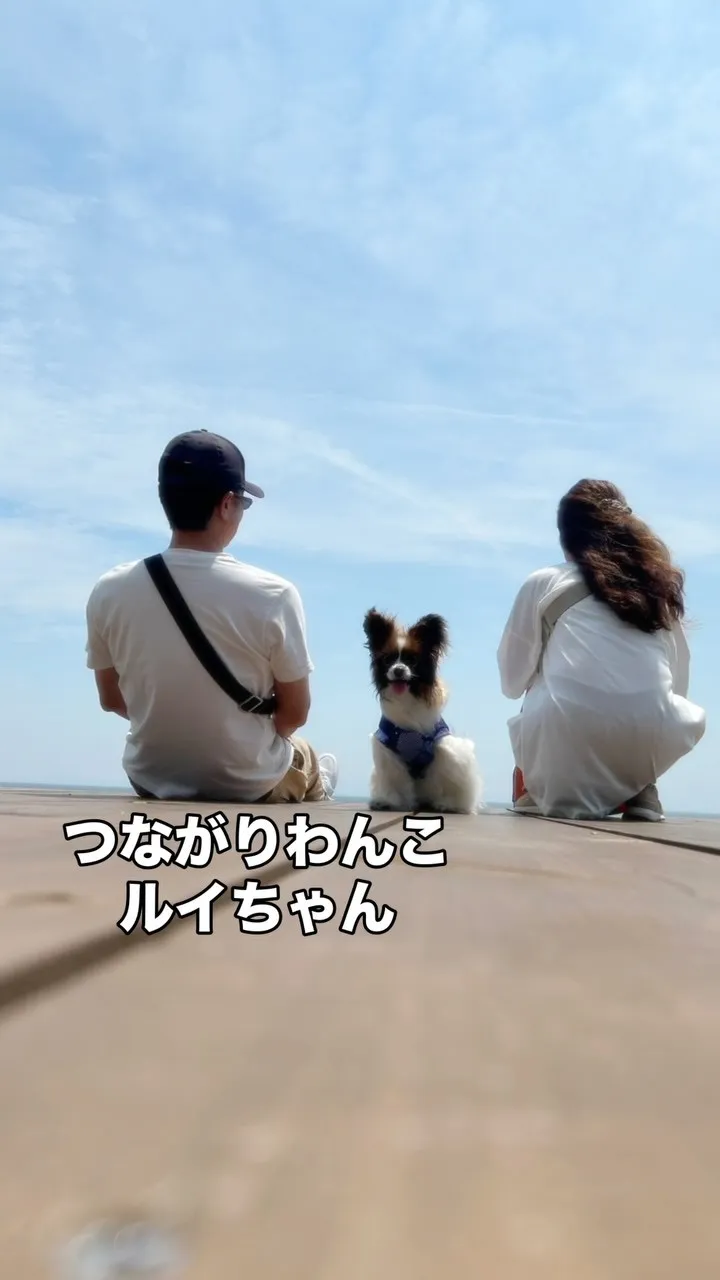 🐾 ルイちゃん、海風とおせんべいの時間｜つながりわんこ × ...