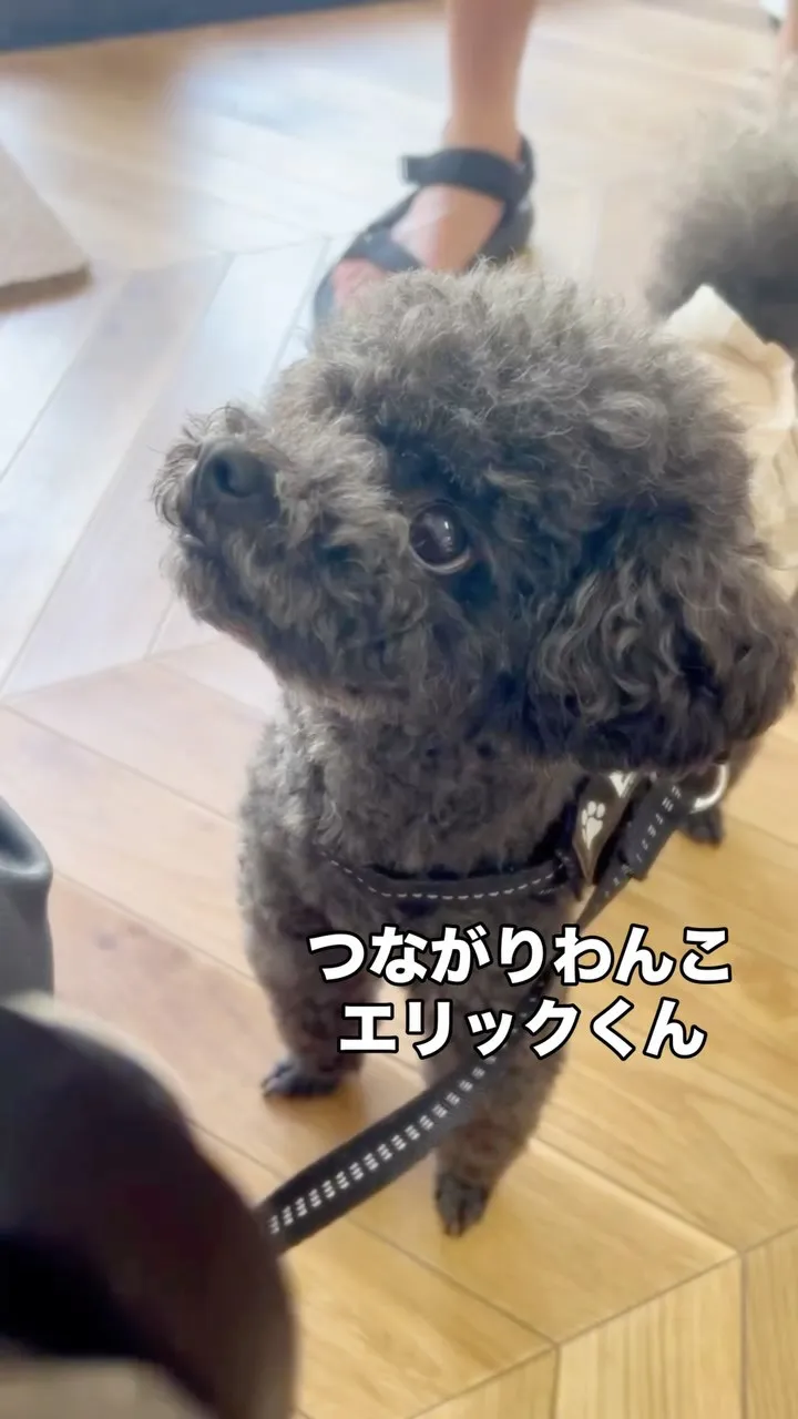 🐾 エリックくん、缶バッジとしらすのまんま｜つながりわんこ ...