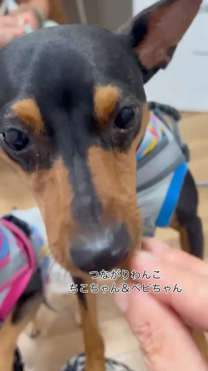 🐾ちこちゃん＆ベビくん｜ふりりのブロッコリーせんべい