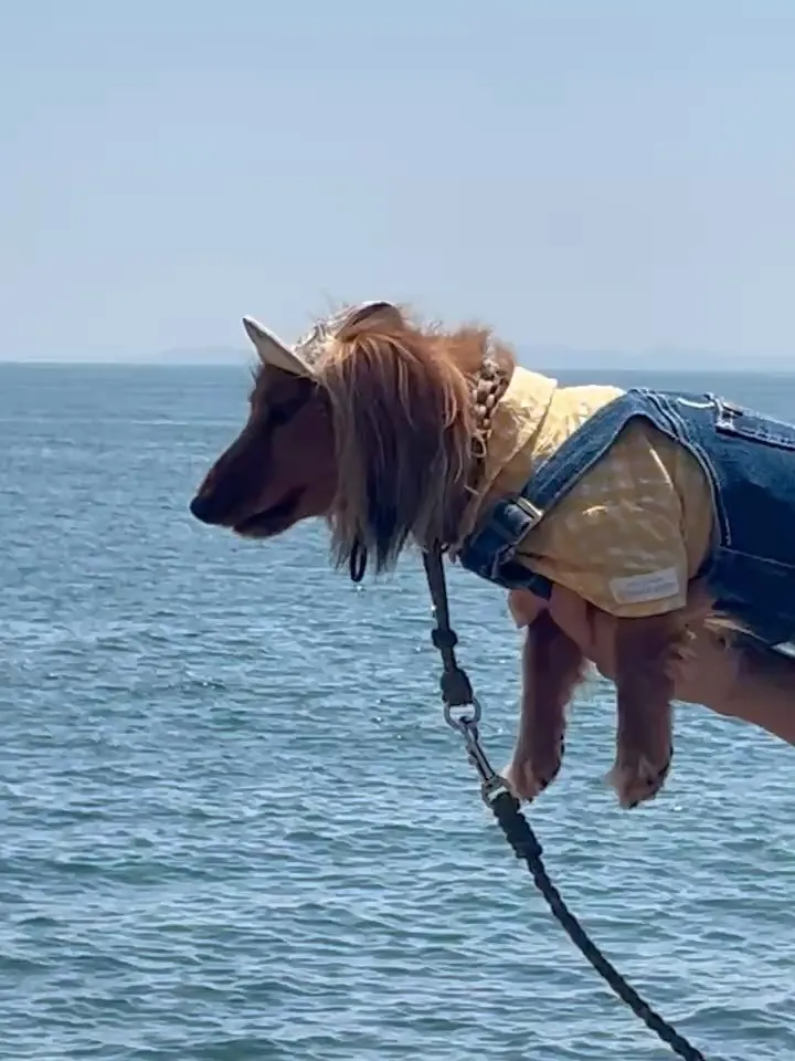 ソーダくん｜青空に舞う海辺のひととき、無添加ふりり