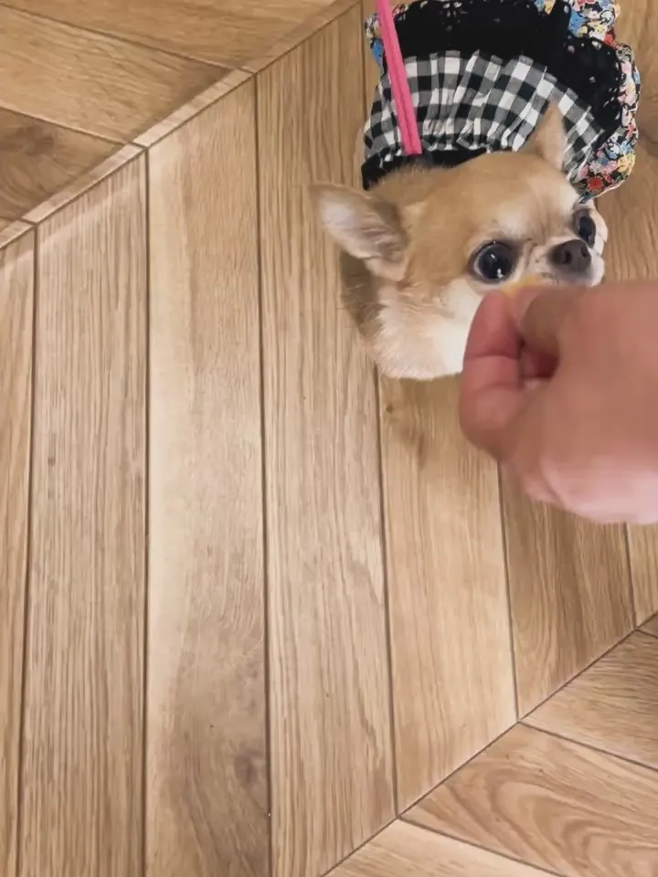 いとちゃん｜千葉からようこそ、ふりりとのご縁