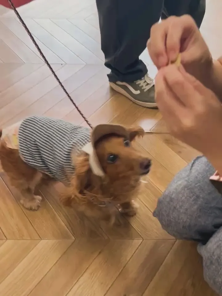 ベルちゃん｜おでかけに一歩ずつ挑戦🐾🔔