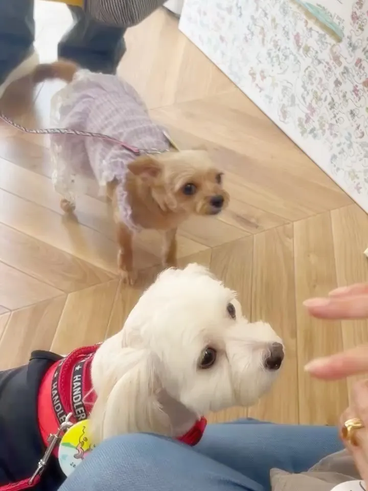 すずちゃん＆らんちゃんがご来店🐾