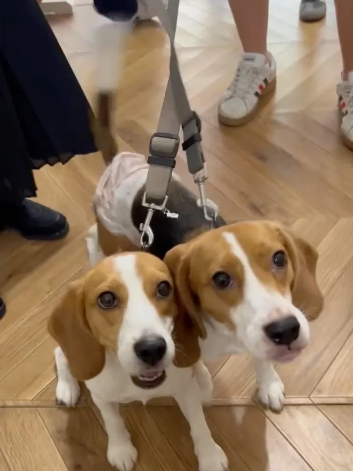 【本日のわん客さま🐶】