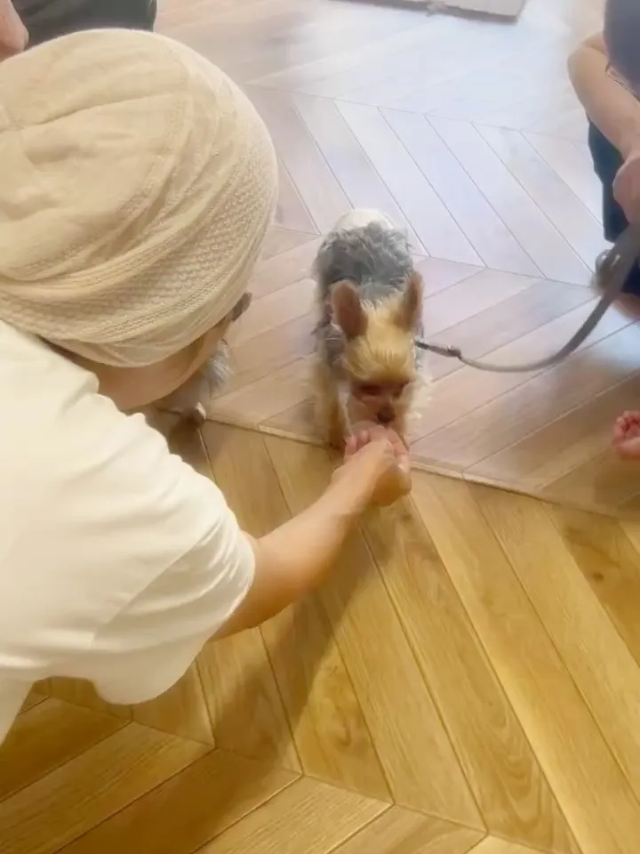 【本日のわん客さま🐶】こつぶちゃん＆こはるちゃん（ヨークシャ...