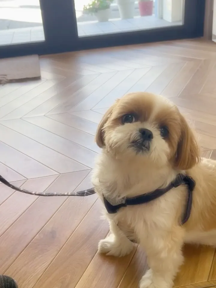 【本日のわん客さま🐶】エマーブルちゃん（シーズー／大府市）