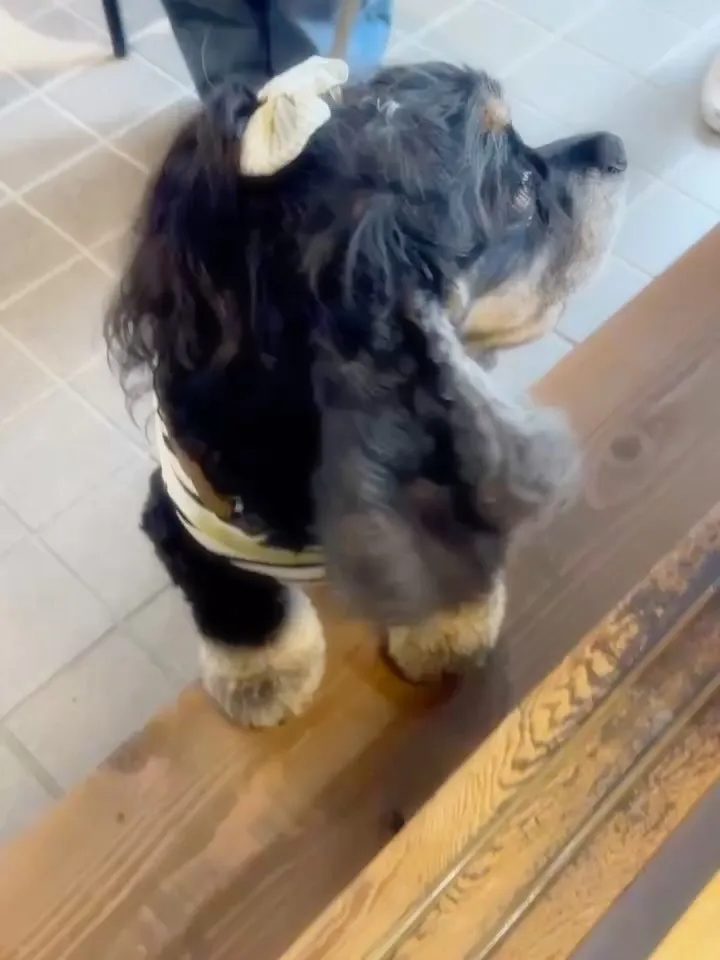 【ご来店わんこ🐶】イトちゃん💕ふりり覚王山店にご来店。