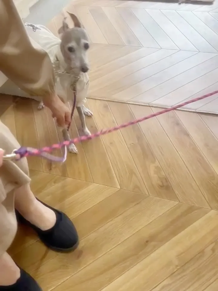 【ご来店わんこ🐶】はなちゃん（イタグレ）＆あんちゃん（トイプ...