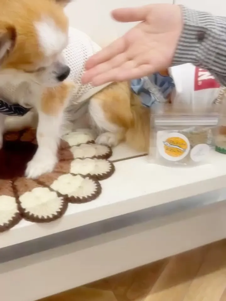 【ご来店わんこ🐶】