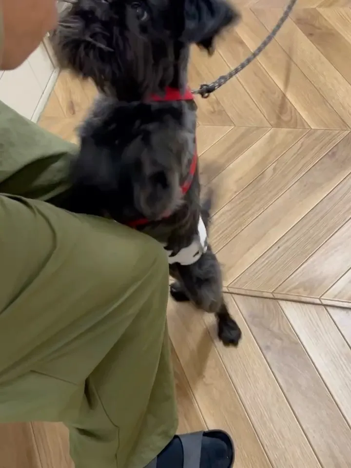 【ふりりご来店わんこ🐾】