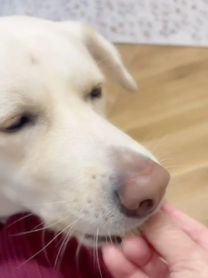 🐾らぶちゃん（4歳）ご来店🐾｜愛犬も無添加おせんべいふりり