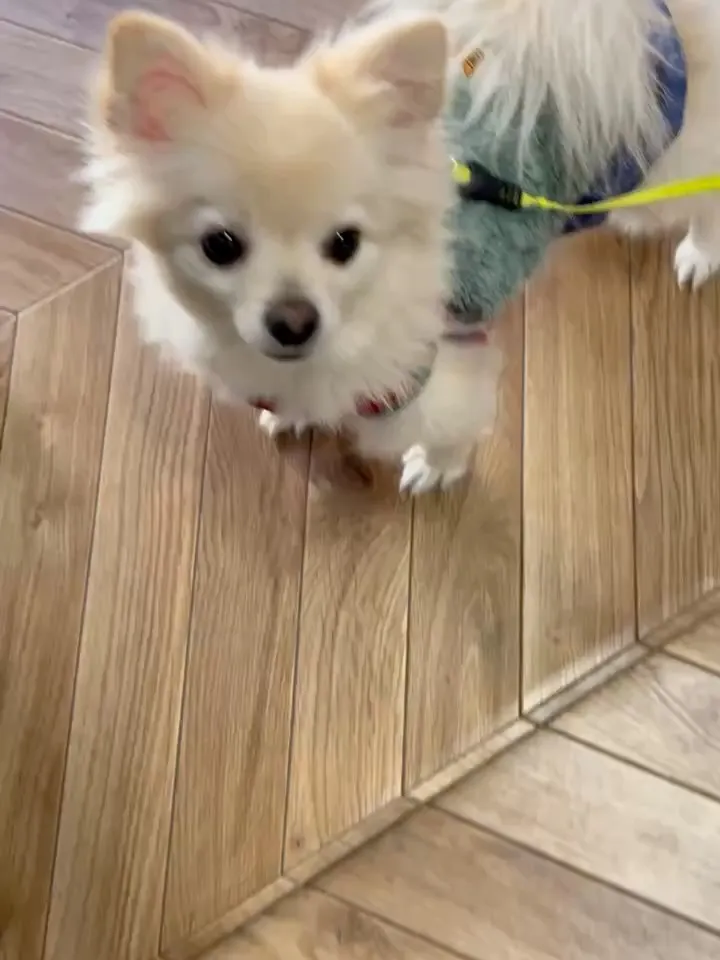 タムくん（ポメチワ・4歳）ふりりにはじめてご来店いただきまし...