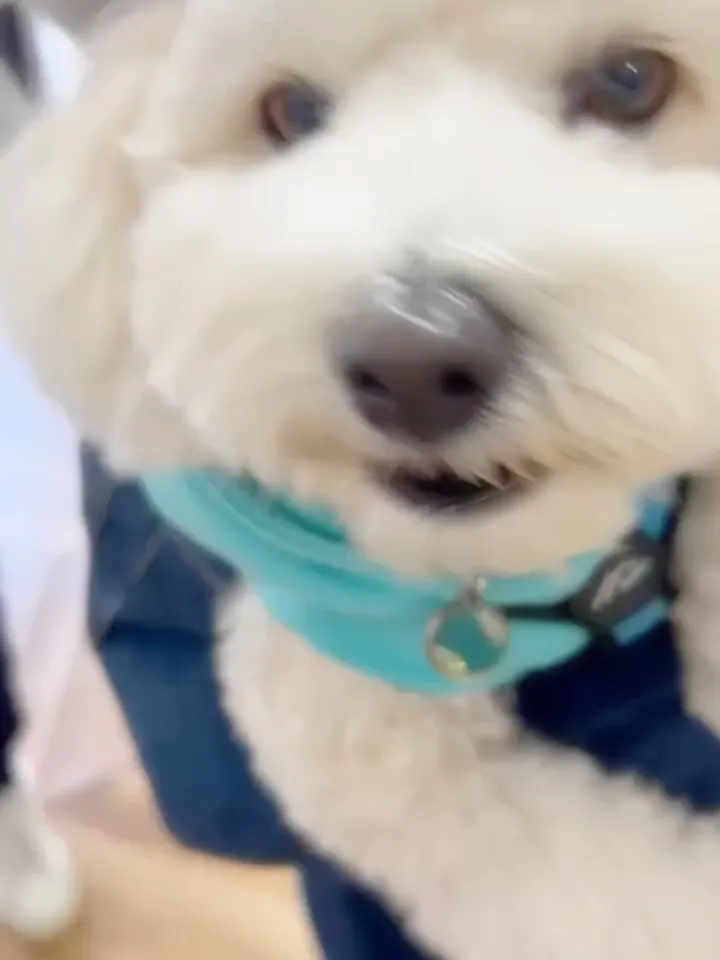 まめ福ちゃん（ビション3歳）＆すごろくくん（マルプー3歳）＆...