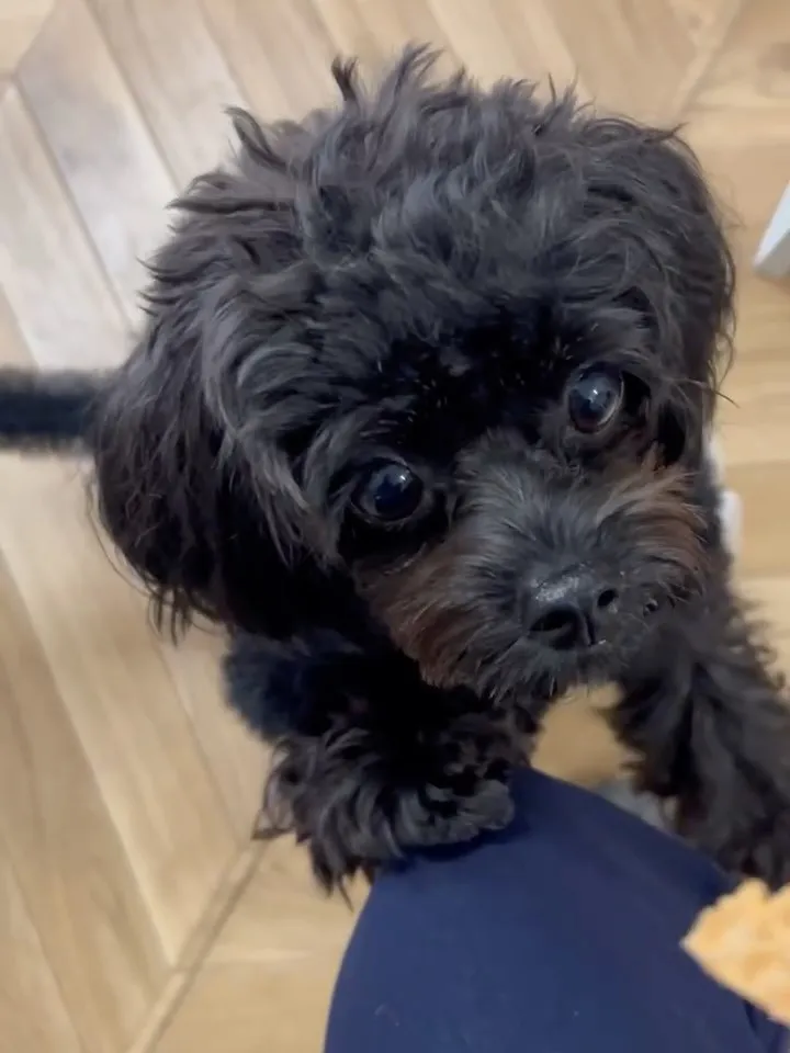 【ルルちゃん、はじめての南知多ふりりへ🌿】