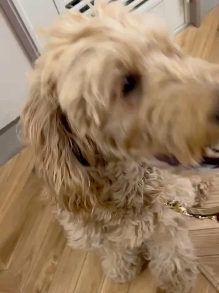 リーボくん🐶愛知県常滑よりご来店いただきました💓