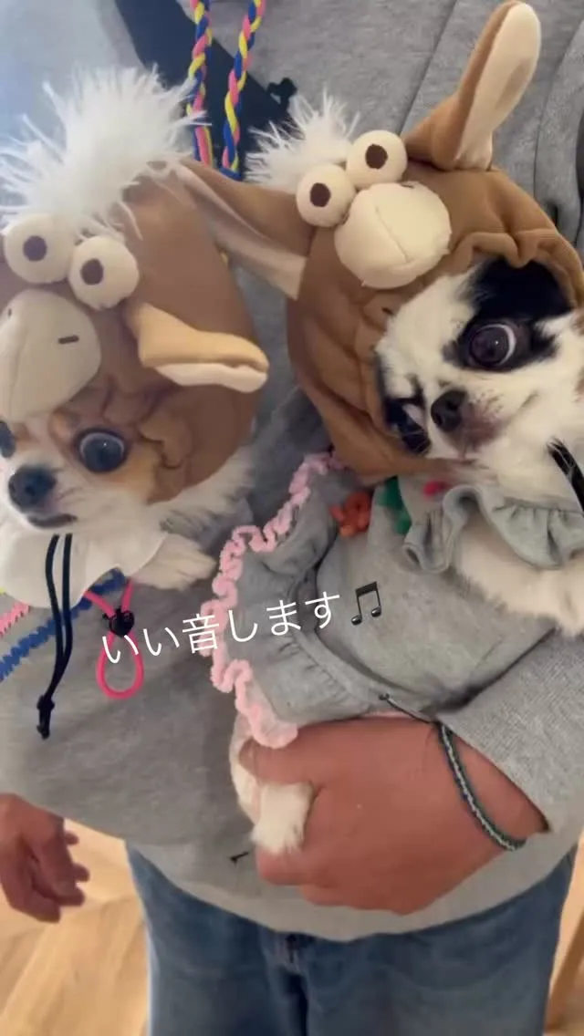 いい音します♪ふりりのおせんべい🍘#ご来店わんこ