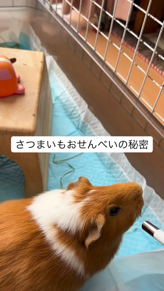 さつまいもおせんべいの秘密㊙️