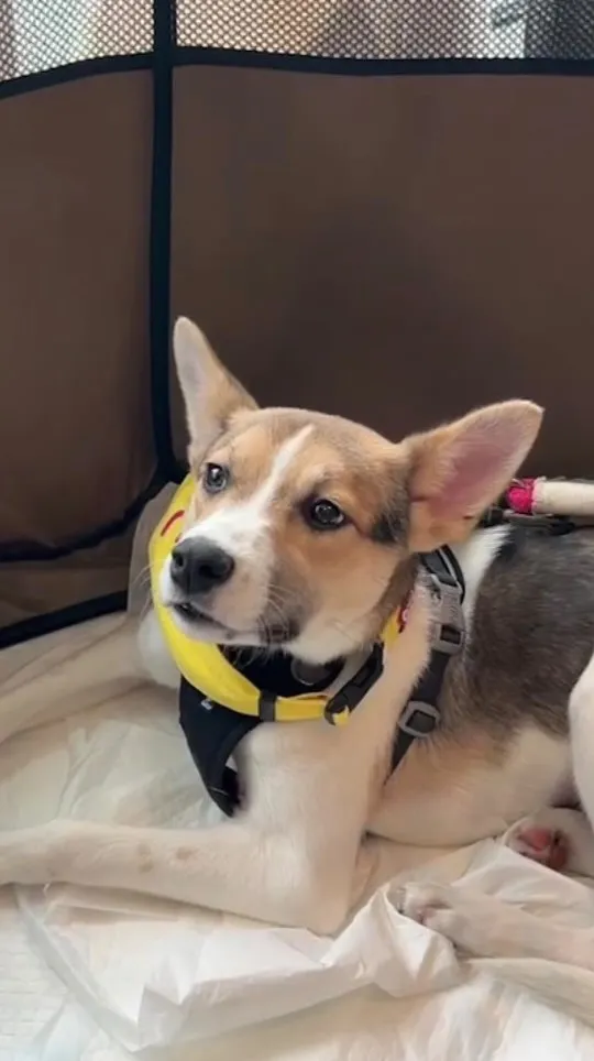 一般社団法人SORA小さな命を救う会譲渡会でお話しを聞いてき...