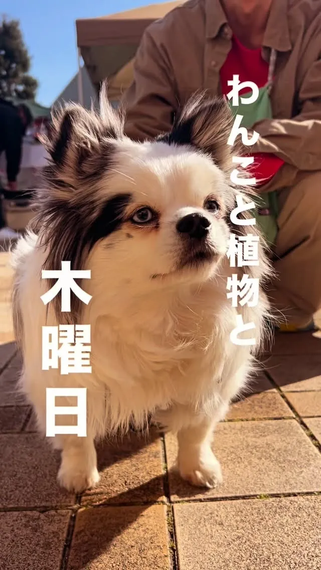 犬と植物と、ふらっと木曜日。