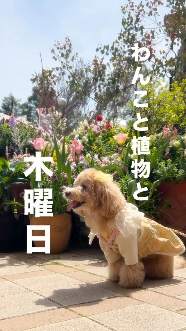 犬と植物と木曜日。