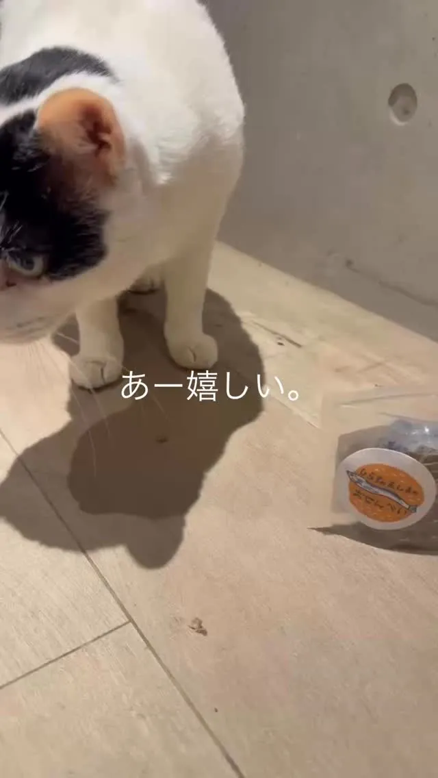 猫ちゃんが、ふりりのおせんべいを