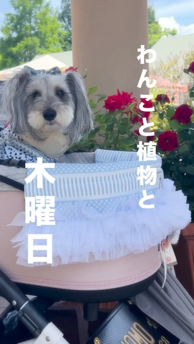 愛犬と植物と木曜日。
