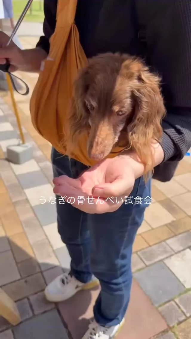 うなぎの骨せんべい試食会
