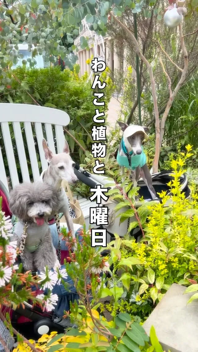 愛犬と植物と木曜日。