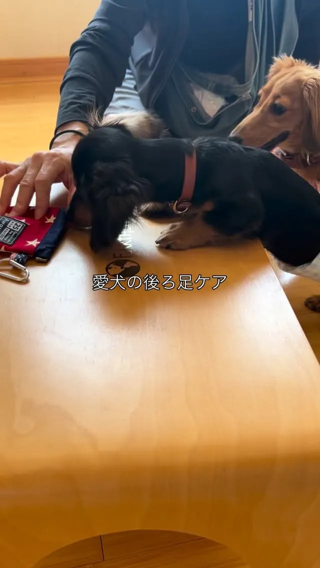 愛犬の後ろ足ケア