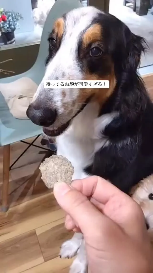 待ってるお顔が、可愛すぎる動画。